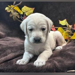Charlie - Yellow male Labrador Retriever puppy in Woodburn, Indiana from Marlene's Labrador Retrievers