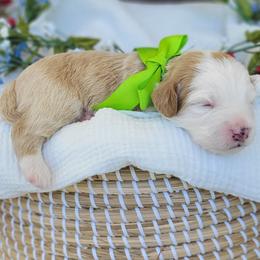 Honor - Red male Bernedoodle puppy in Warrior, Alabama from Elite Goldendoodles and Bernedoodles