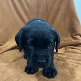 Boy 4 green collar - Black male Labrador Retriever puppy in Ledyard, Connecticut from Outback Stables
