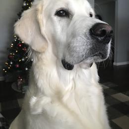 Golden Retrievers from Steele Goldens