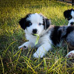 Miniature Australian Shepherd Puppies from Knockout Aussies