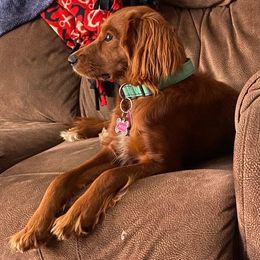 Molly - Cavapoo
