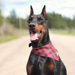 Jov'e - Doberman Pinscher