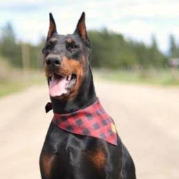 Jov'e - Doberman Pinscher
