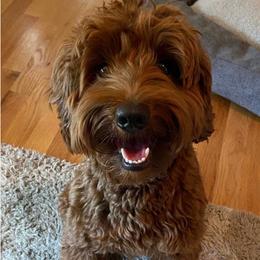 Scout - Australian Labradoodle