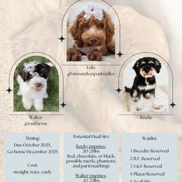 Girl 1 - Merle female Cockapoo puppy in Savannah, Georgia from Vino and Vespa Doodles