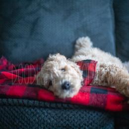 Goldendoodle Puppies from Doodle Me This Goldendoodles