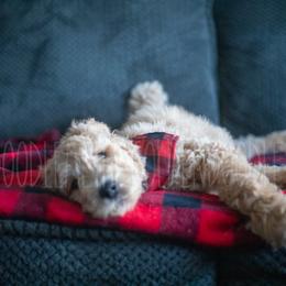 Goldendoodle Puppies from Doodle Me This Goldendoodles