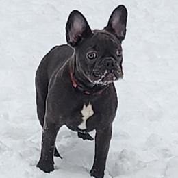Cherry - Blue female French Bulldog puppy in Cincinnati, Ohio from Sun City Kennels