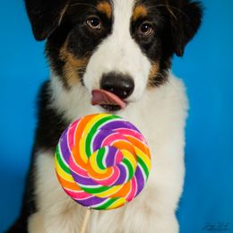 Australian Shepherd Puppies from Rocking Diamond