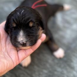 Bernedoodle Puppies from Bernedoodle Love