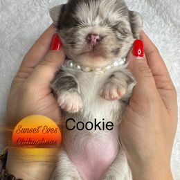 Chihuahua Puppies from Sunset Eves Chihuahuas