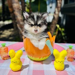 Leo - Black and white male Pomsky puppy in Homeland, California from Lara's Ranch Pomskies