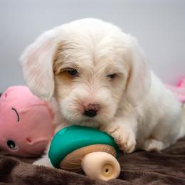 Strawberry Green boy - Parti male Goldendoodle puppy in Lafayette, Alabama from Sweethaven Kennels