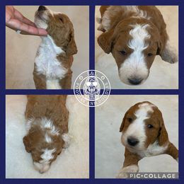 Goldendoodle and Poodle Puppies from L&L Poodles and Doodles