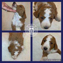 Goldendoodle and Poodle Puppies from L&L Poodles and Doodles