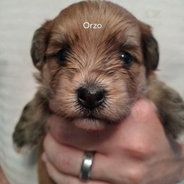 Boy 2 - male Havanese puppy in New Castle, Colorado from Havanese Havaton Pups