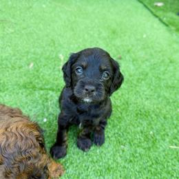 Jet - Unfurnished 800 - Black and tan female Cavapoo puppy in Wamego, Kansas from Doodles of Oz