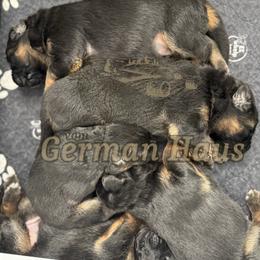 Girl 4 - Black and red female German Shepherd puppy in Mount Vernon, Missouri from German Haus German Shepherds LLC