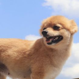 Miniature Australian Shepherds and Pomeranians from Hillside Companions