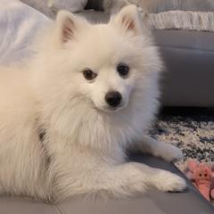 Max - American Eskimo Dog