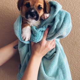 Pembroke Welsh Corgi Puppies from Sully's Corgis