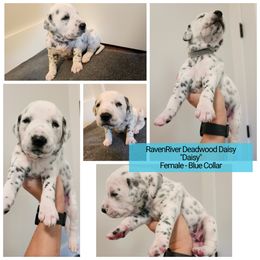 Daisy - White and black Dalmatian puppy in Anderson, South Carolina from Raven River Ranch