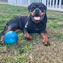 Rottweiler Puppies from Bronx Von Bridges Rottweilers