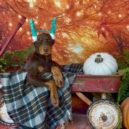 Red male - Red and rust male Doberman Pinscher puppy in Mansfield, Georgia from Marbendale’s Doberman