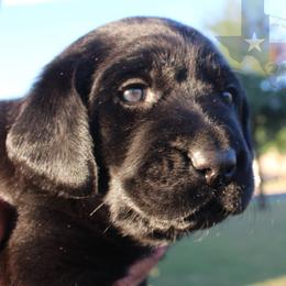 Labrador Retriever Puppies from Mariani Labrador Retrievers