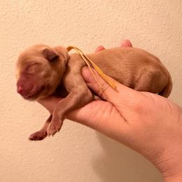 Yellow Boy - Golden male Golden Retriever puppy in Covington, Louisiana from MyKy Puppies