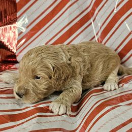 Comet (Red) - Cream female Goldendoodle puppy in Peoria,  Az, Arizona from Not Just "Golden" Doodles