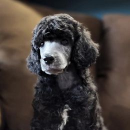 Poodles from Western Kentucky Poodles