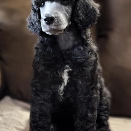 Poodles from Western Kentucky Poodles