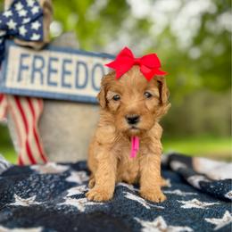 Pink - Red  female Goldendoodle puppy in Hesperia, Michigan from Red Acres Poodles & Doodles