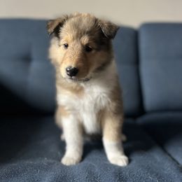 Green Bean - Sable female Collie puppy in Provo, Utah from Cor Collies