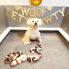 Cavachon, Cavalier King Charles Spaniel, and Cavapoo Puppies from LierChonPoo