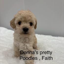 Faith - White female Poodle puppy in Vilonia, Arkansas from Donna’s Pretty Poodles
