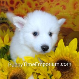 Gourdy-2000 - White male Pomsky puppy in Spring Hill, Florida from www.PuppyTimeEmporium.com