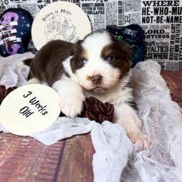 Ginny - Black tri-color female Australian Shepherd puppy in Fredericksburg, Virginia from Cooper Ridge Aussies
