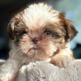 Pez - Liver and white male Shorkie puppy in Idaho from Little Rascal Ranch