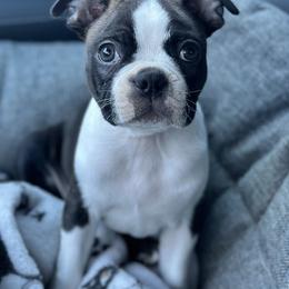 Boston Terrier Puppies from Boston Kup Breeders
