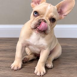 French Bulldog Puppies from Frenchies That...