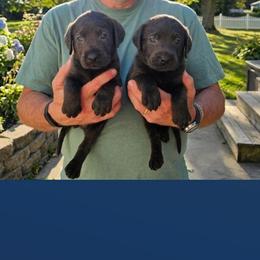 Girl 1 - Charcoal female Dilute Retriever puppy in Swanton, Ohio from SilverWater Labs