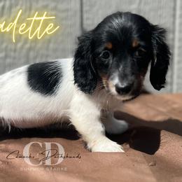 Dachshund Puppies from Camacho_Dachshunds