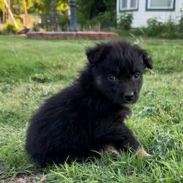 Dexter - Black tri-color male Australian Shepherd puppy in Piedmont, Oklahoma from HeartDriven Aussies