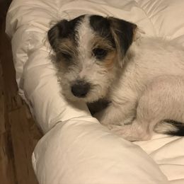 Russell Terrier Puppies from Acorn Ridge JRT