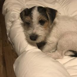 Russell Terrier Puppies from Acorn Ridge JRT