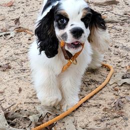 Cocker Spaniels from Skiboo's