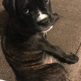 Boxer Puppies from Esquivel Boxers
